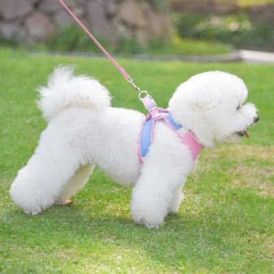 Harnais chiot