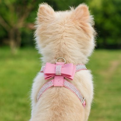Harnais chiot