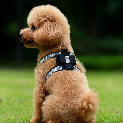 Harnais chiot