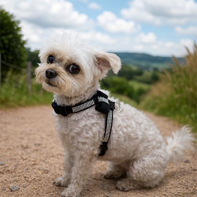 Harnais chiot