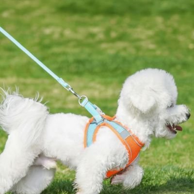 Harnais chiot