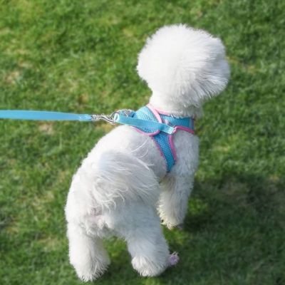 Harnais chiot
