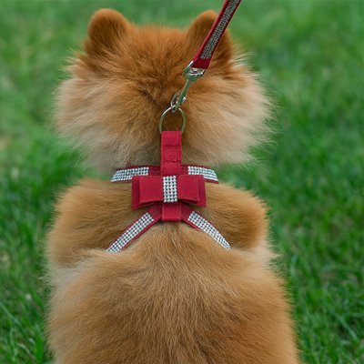 Harnais chiot