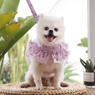 Harnais petit Chien