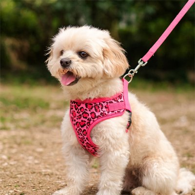 Harnais petit Chien