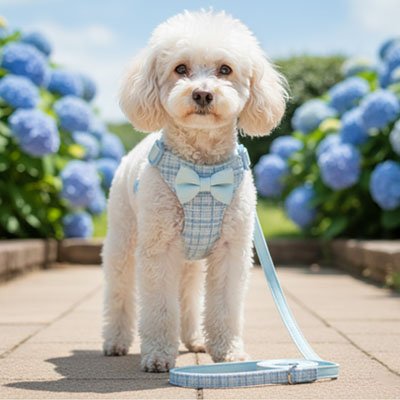 Harnais pour petit Chien